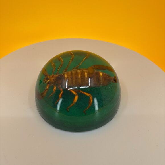 Scorpion Encased in Pexiglass - Picture 7 of 16